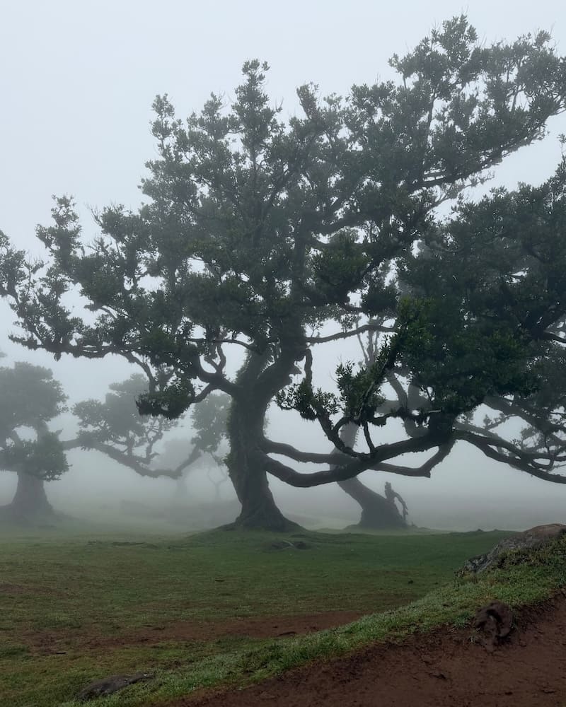 samsara-madeira-32